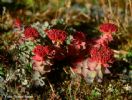 Rhodiola Rosea P.E.